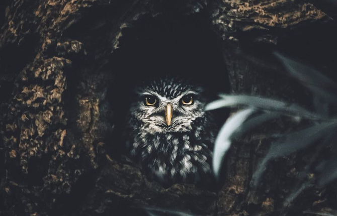 A Photographic Tribute to Wildlife