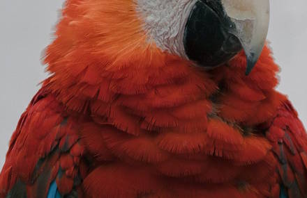 Majestic Birds Portraits