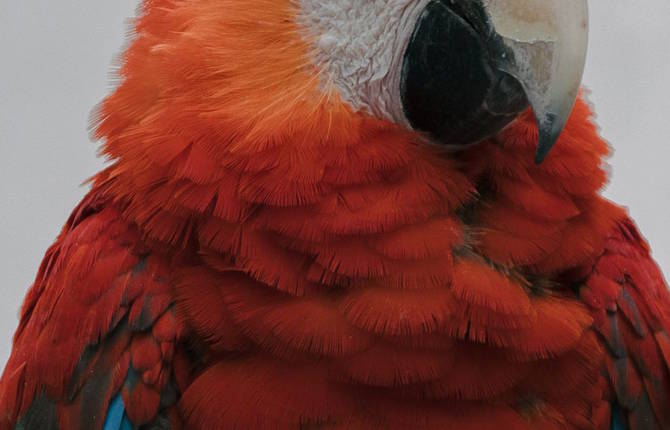 Majestic Birds Portraits