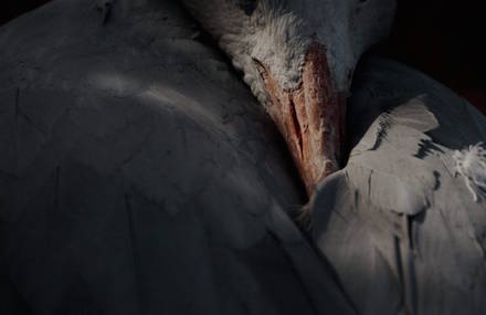 Majestic Birds Portraits