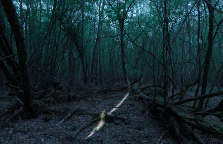 Nocturnal Illuminations in the Fontainebleau Forest