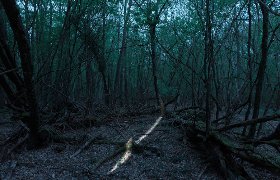 Nocturnal Illuminations in the Fontainebleau Forest