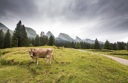 Magnificent and Sweeping Views of the Alps