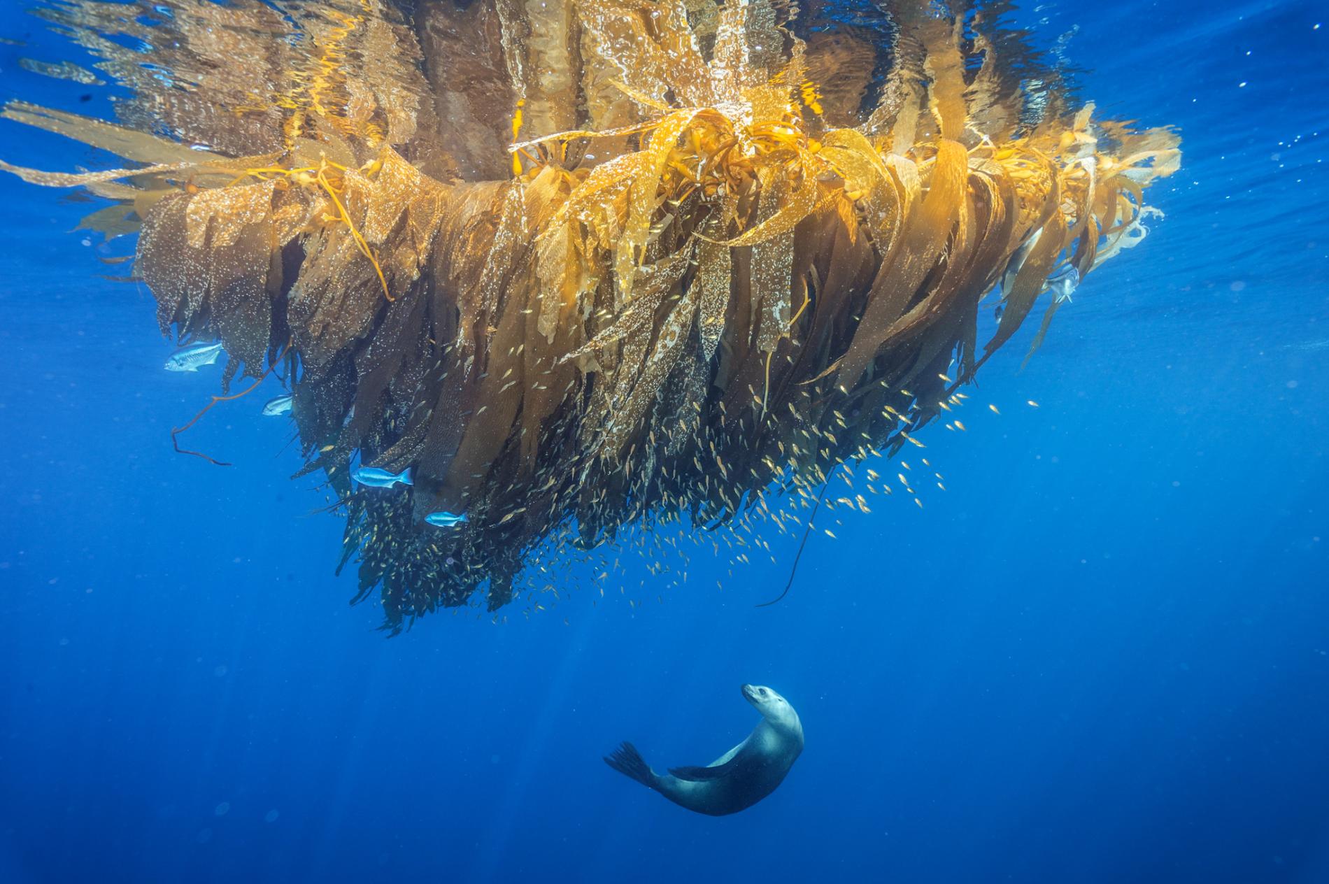 fubiz-national-geographic-best-images-2017-brian-skerry