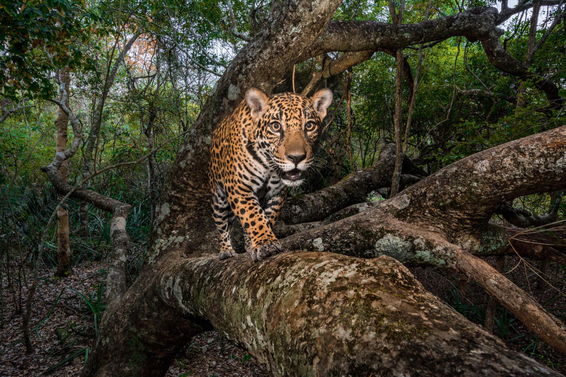 fubiz-national-geographic-best-images-2017-steve-winter