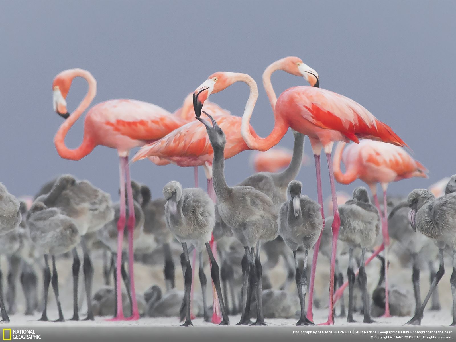 fubiz-national-geographic-nature-photographer-alejandro-prieto