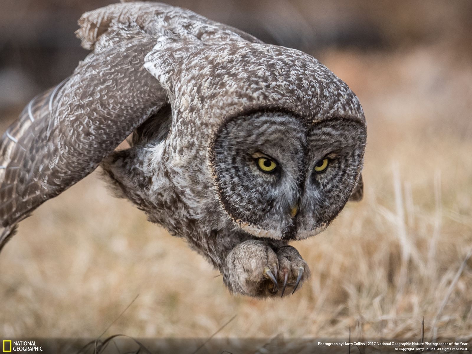 fubiz-national-geographic-nature-photographer-harry-collins