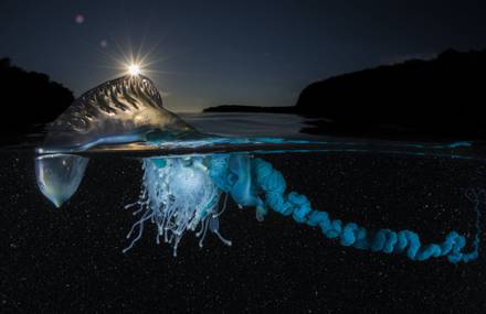 National Geographic’s 2017 Nature Photographer of the Year Winners