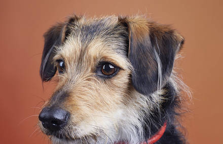 Lovely and Contemporary Dog Portraiture