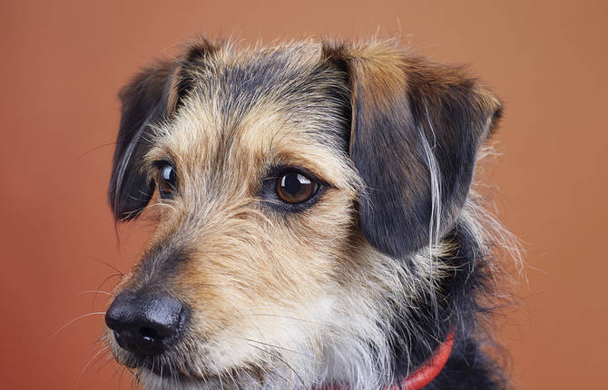 Lovely and Contemporary Dog Portraiture