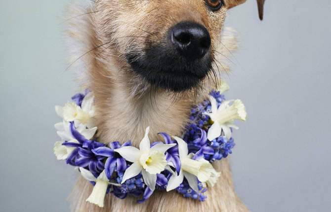 Lovely and Contemporary Dog Portraiture