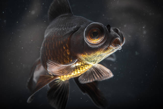 Detailed Photographs of Rare Fish Species – Fubiz Media