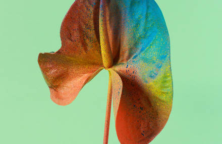 Colourful and Creative Painted Flowers