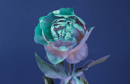 Colourful and Creative Painted Flowers