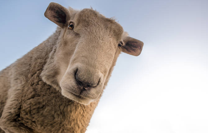 Hilarious Images of Minecraft Animals in Real Life