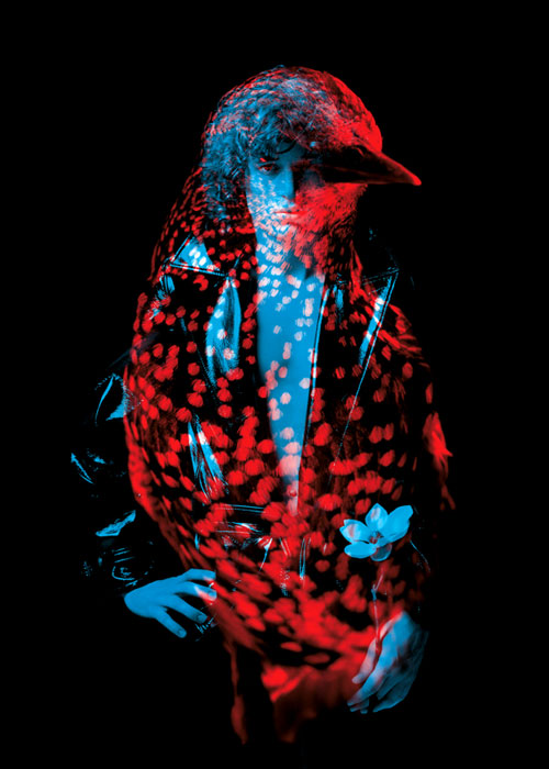 fubiz-helmo_oiseau