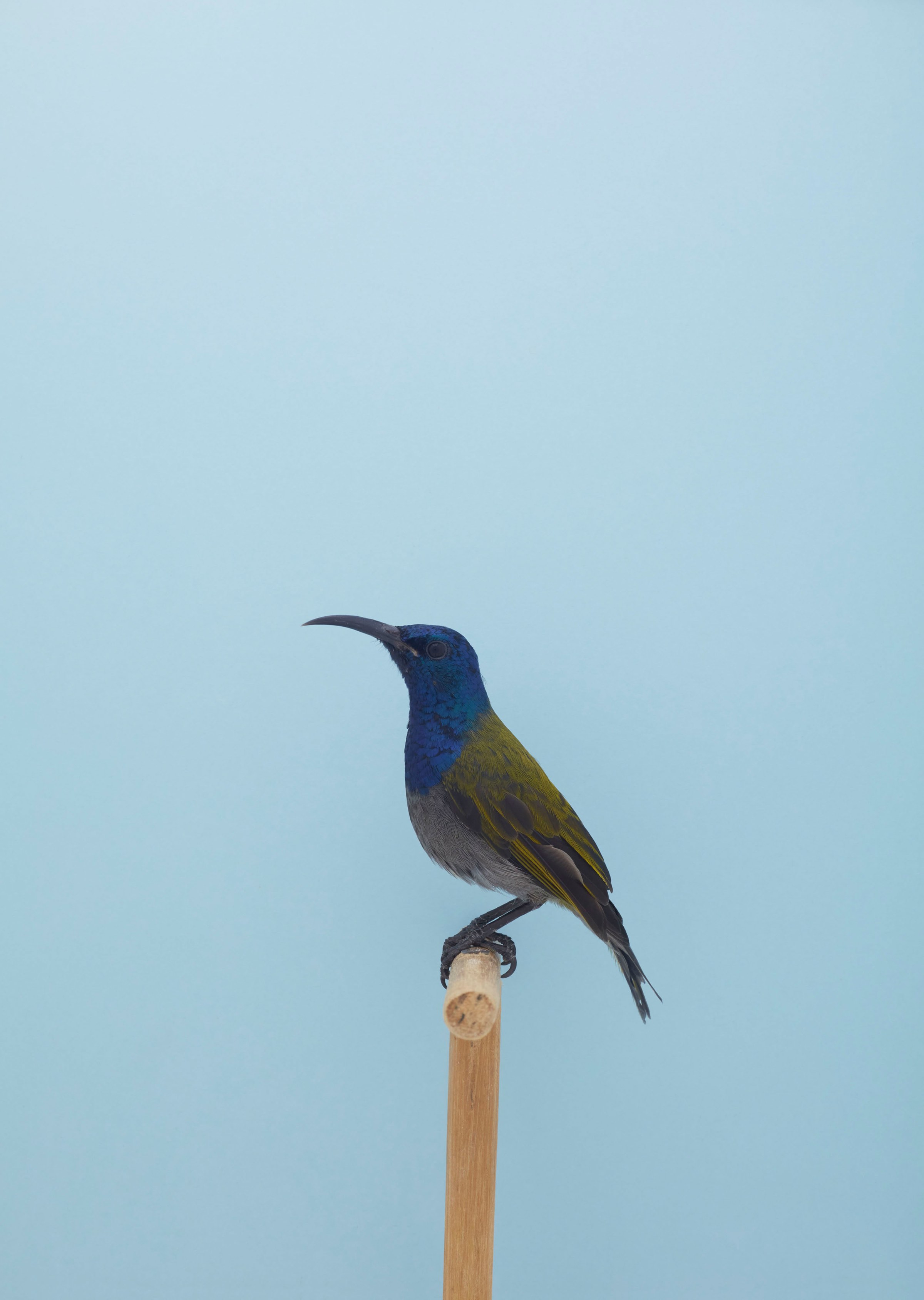 fubiz-luke-stephenson-birds-photography-04