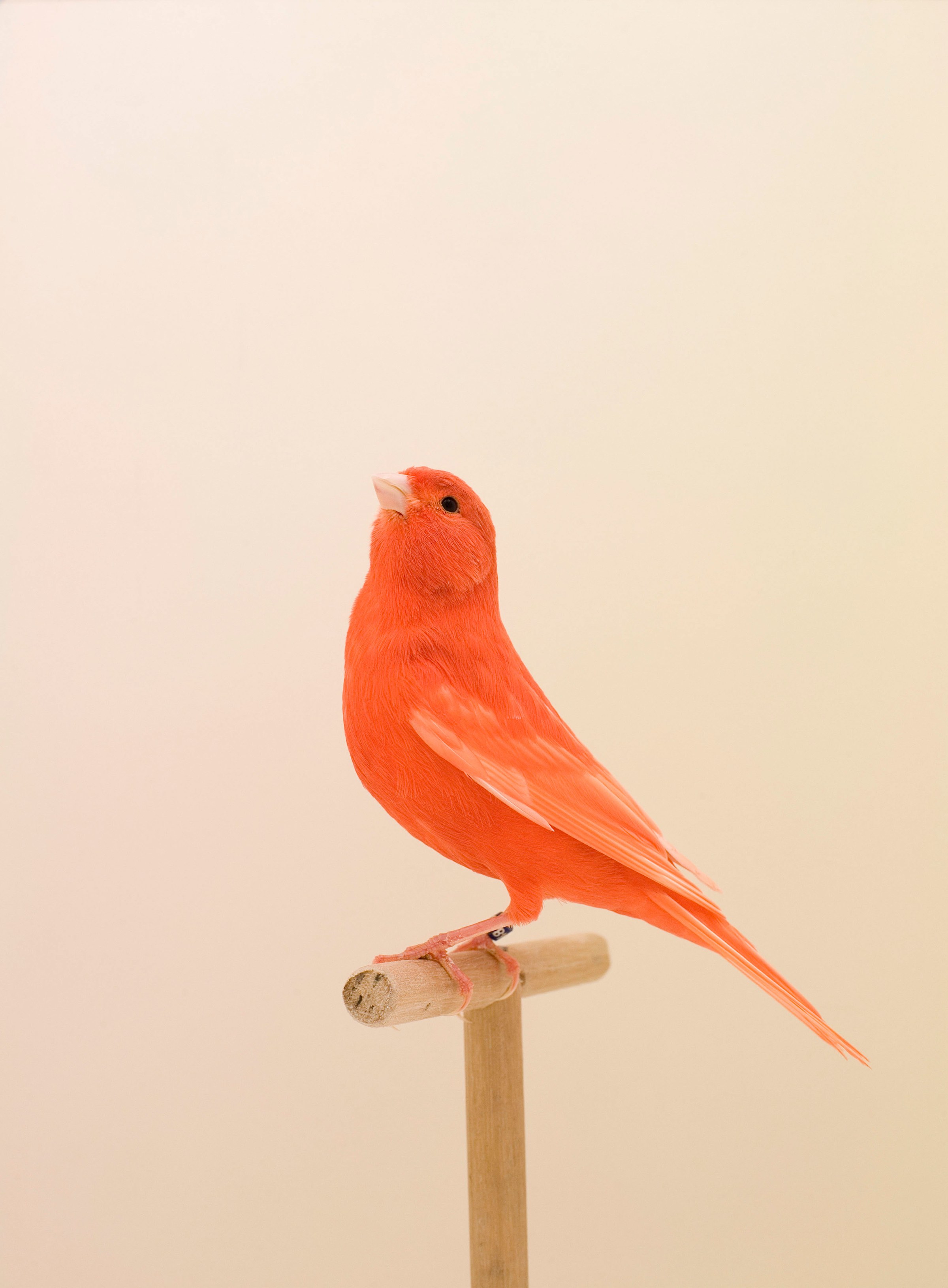 fubiz-luke-stephenson-birds-photography-11