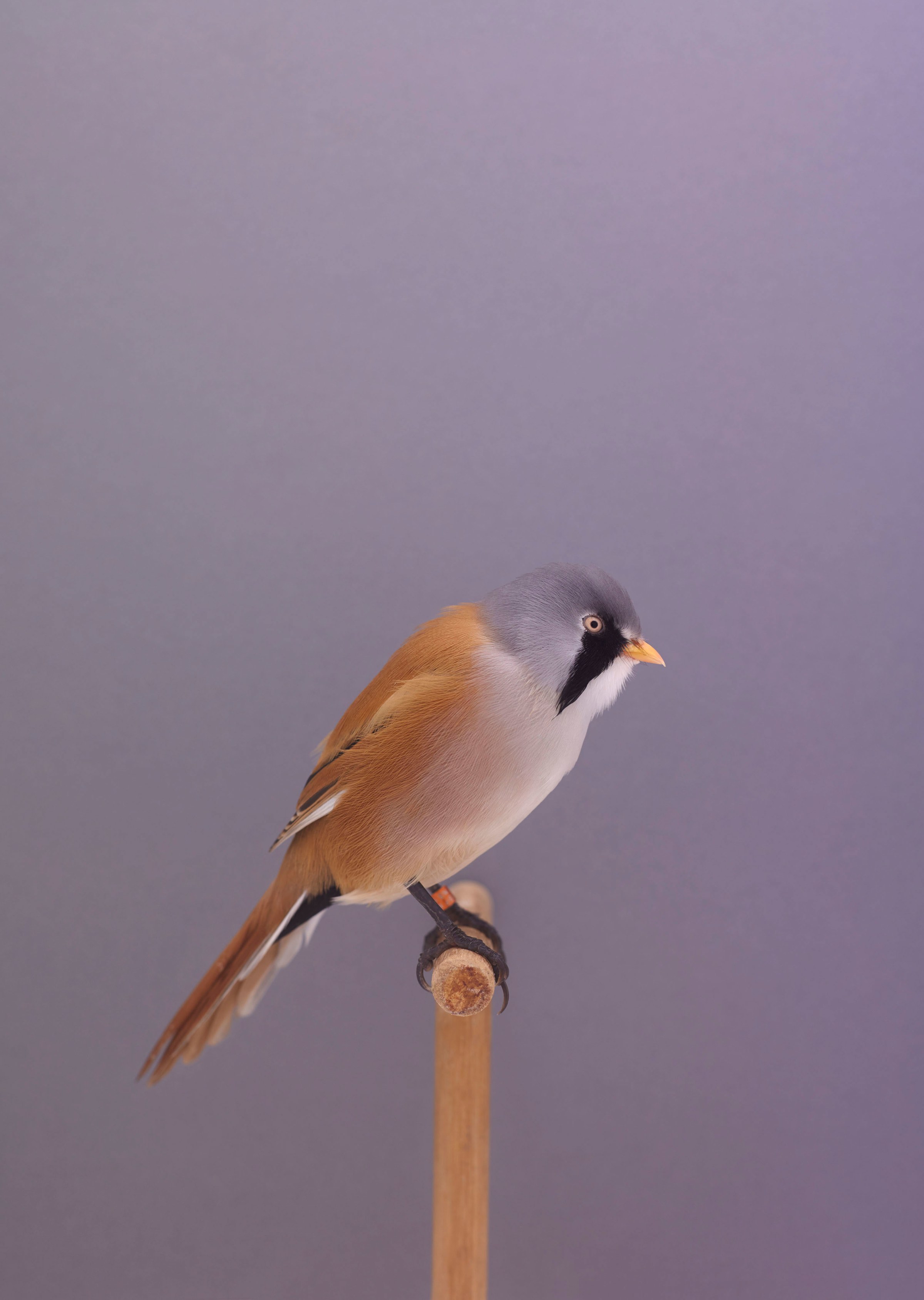 fubiz-luke-stephenson-birds-photography-12