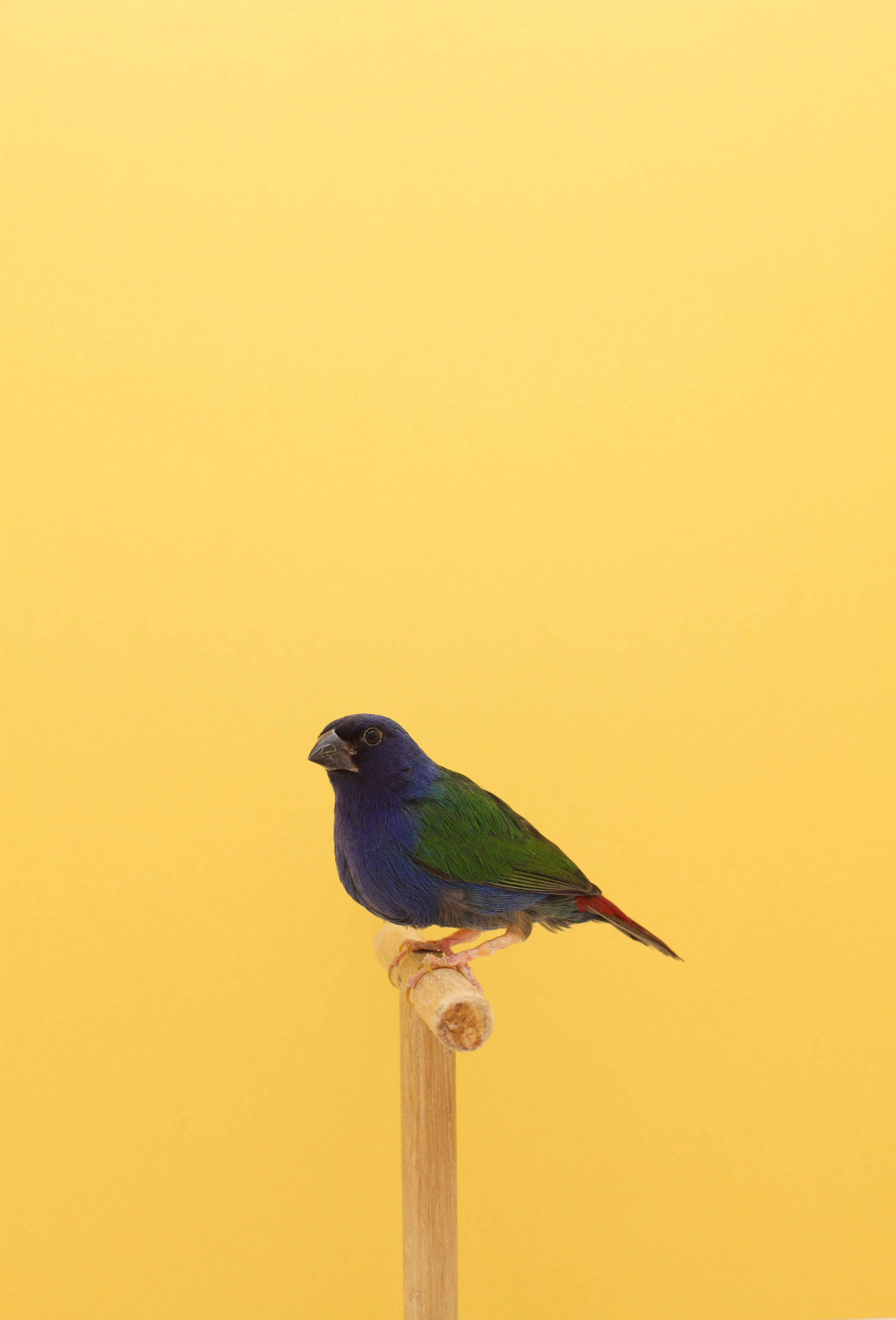 fubiz-luke-stephenson-birds-photography-13