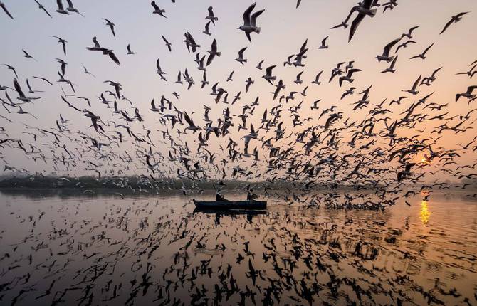 Breathtaking Images of Seagulls Flying Over India’s Rivers