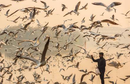 Breathtaking Images of Seagulls Flying Over India’s Rivers