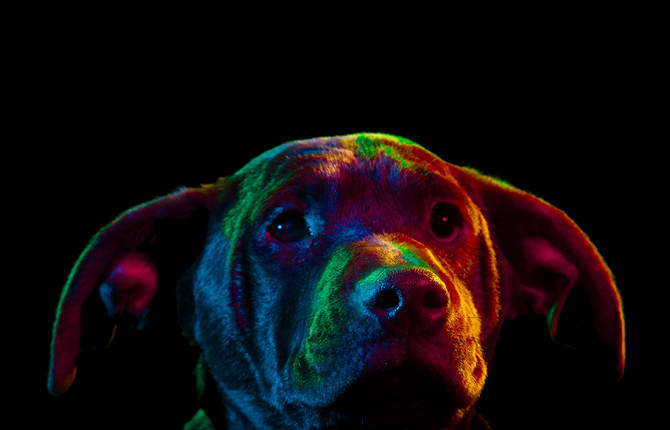 Striking Portraits of Rescue Dogs