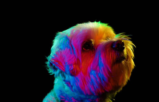 Striking Portraits of Rescue Dogs