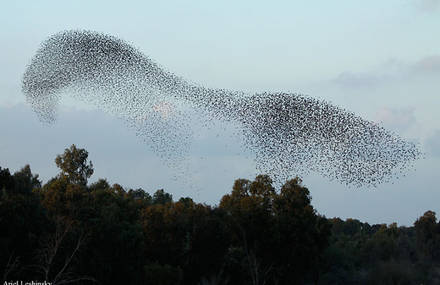 Astonishing Shapes Made By Birds