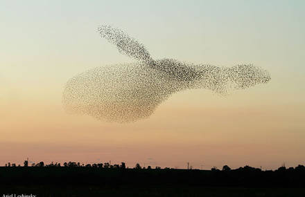Astonishing Shapes Made By Birds