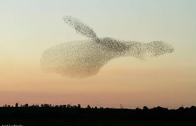 Astonishing Shapes Made By Birds