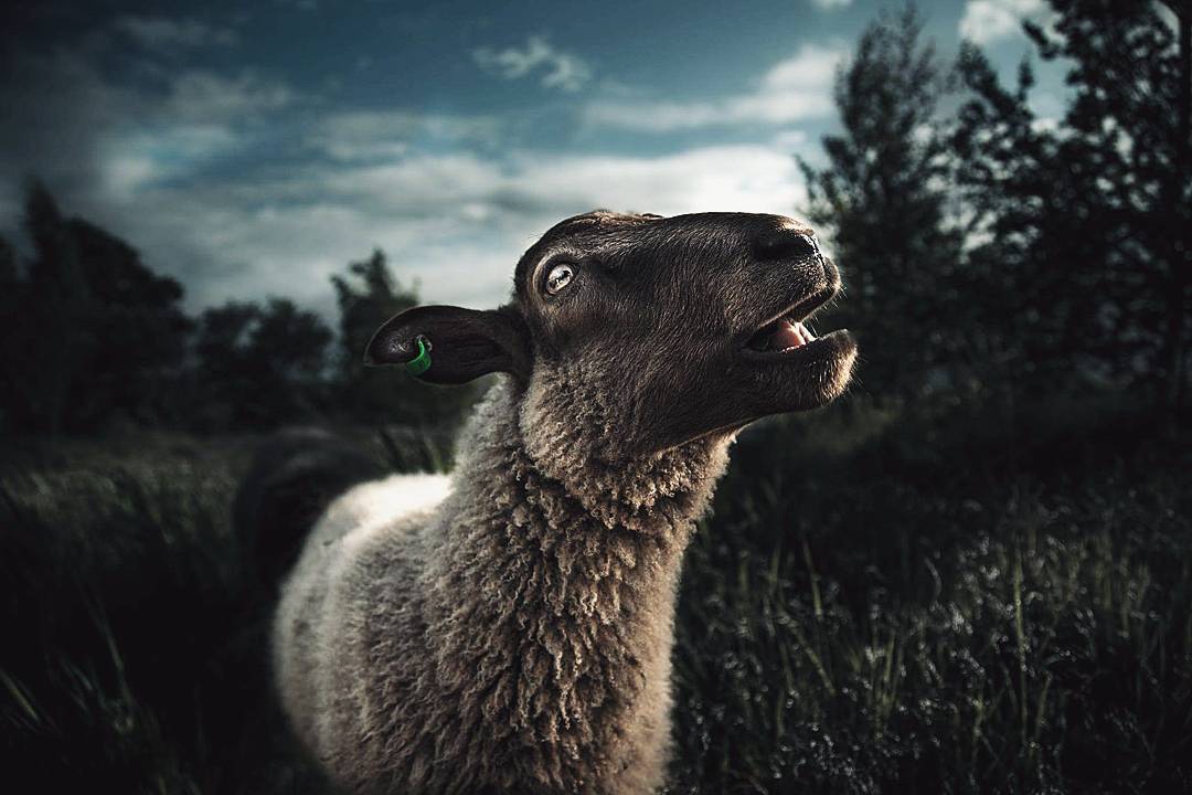 Joachim Munter Finland Wildland2 – Fubiz Media