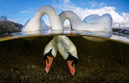 Winners of the 2018 Underwater Photographer of the Year Contest