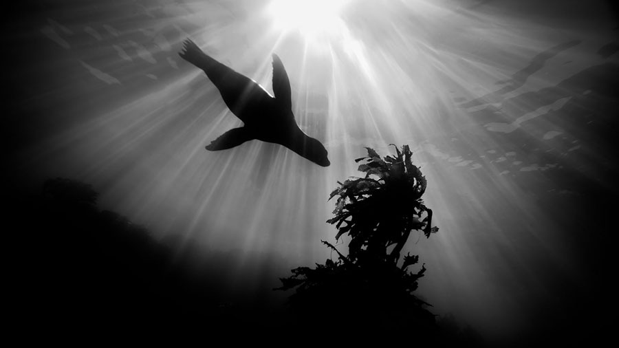 Underwater Photography11