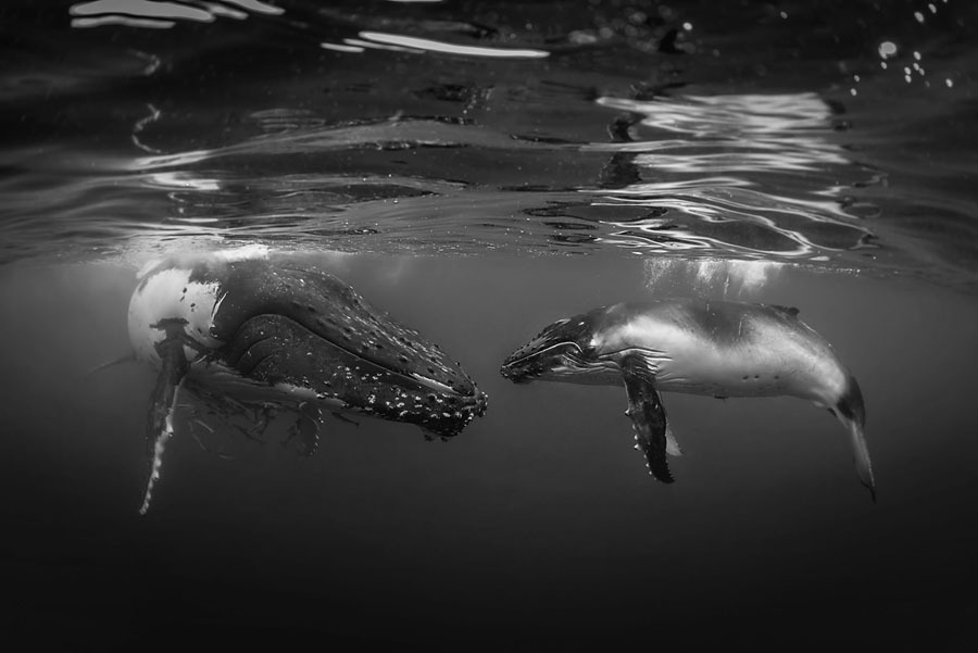 Underwater Photography13