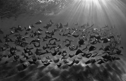 Winners of the 2018 Underwater Photographer of the Year Contest