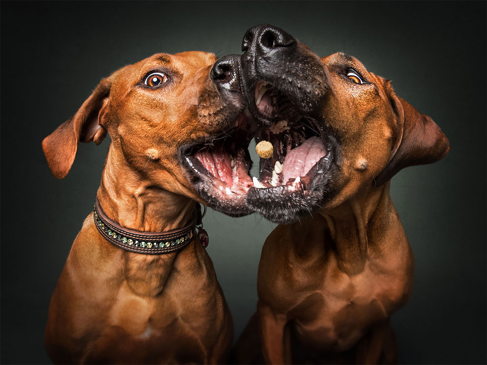 fubiz-christian-veiler-dog-photography-02