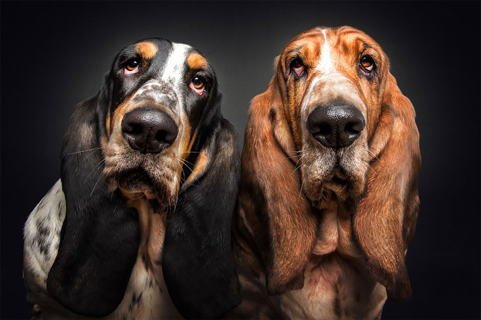 fubiz-christian-veiler-dog-photography-05