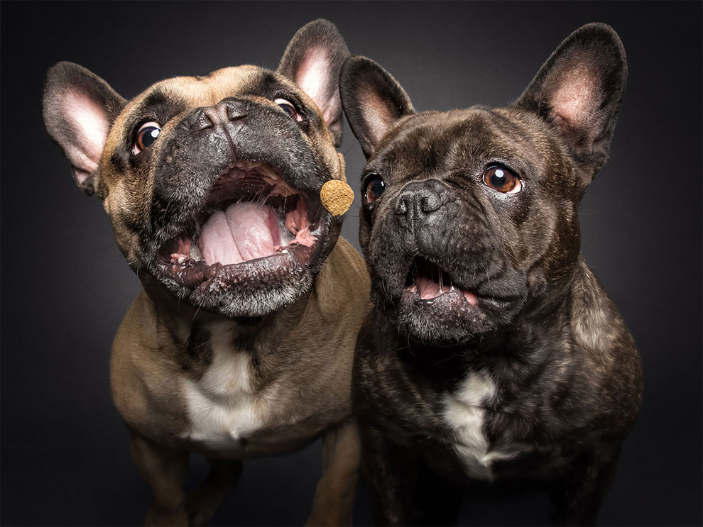 fubiz-christian-veiler-dog-photography-07