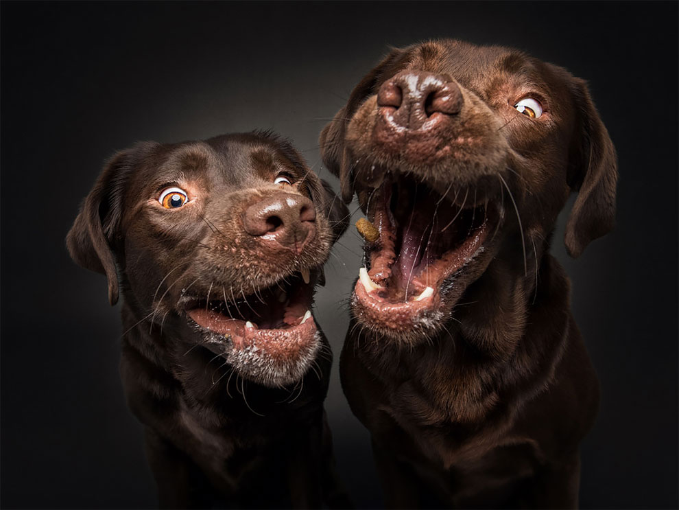 fubiz-christian-veiler-dog-photography-08