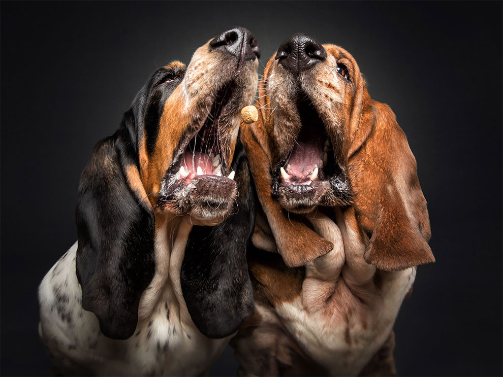 fubiz-christian-veiler-dog-photography-09