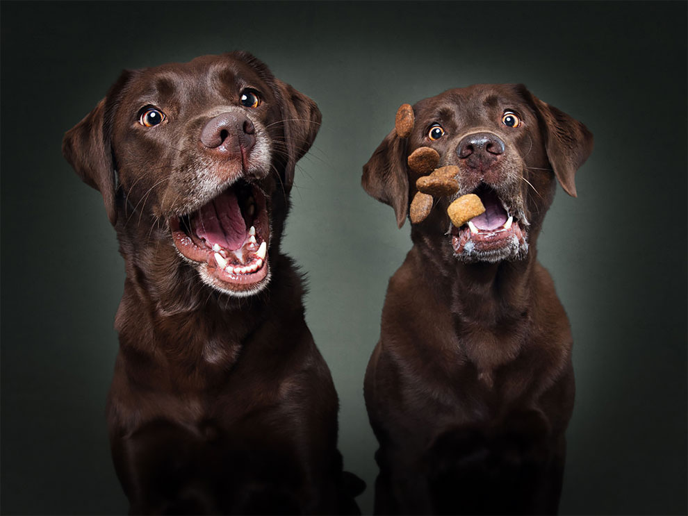 fubiz-christian-veiler-dog-photography-1