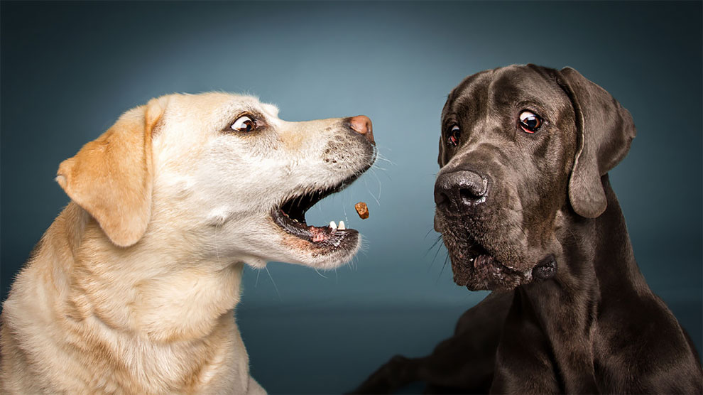 fubiz-christian-veiler-dog-photography-10