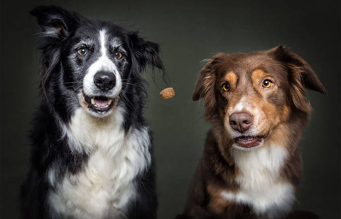 Adorable Portraits of Dogs Catching Treats in Mid-Air