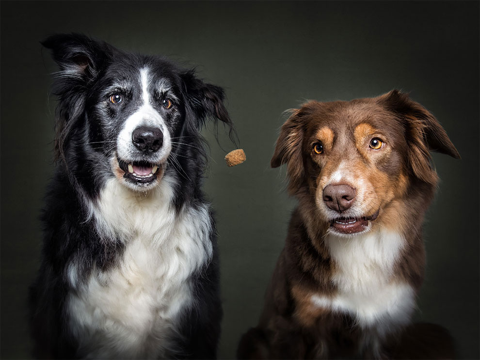 fubiz-christian-veiler-dog-photography-12