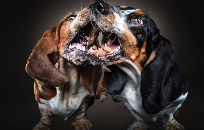 Adorable Portraits of Dogs Catching Treats in Mid-Air