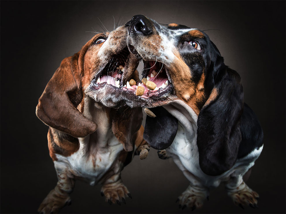 fubiz-christian-veiler-dog-photography-13