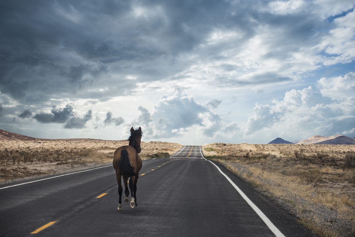Rear view of horse running on road against cloudy sky