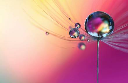 Stunning Macro Shots of Water Droplets