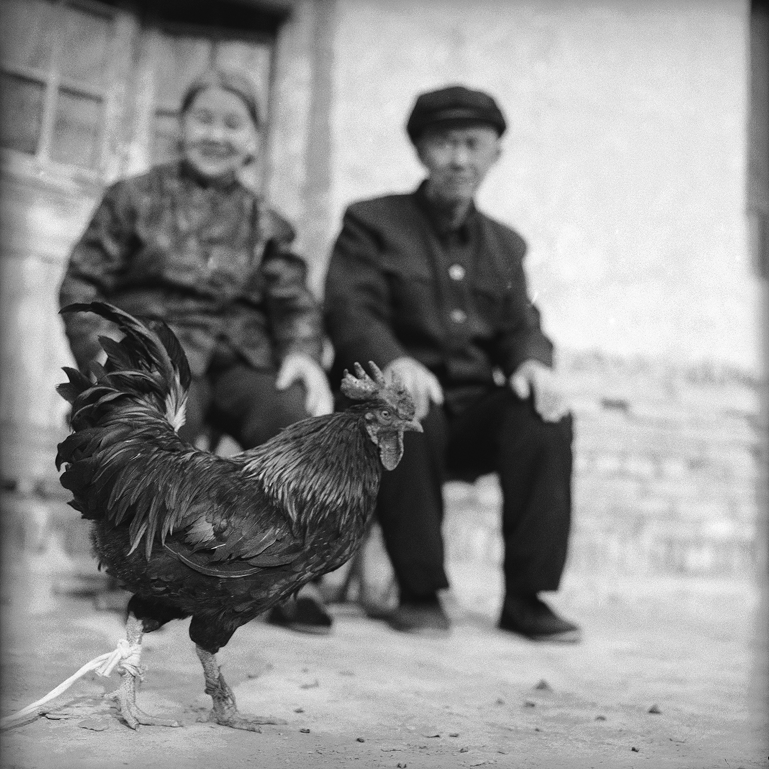 fubiz-Jo-Farrell,-Bound-Chicken-Su-Xi-Rong-and-her-husband-75-(China,-2008)